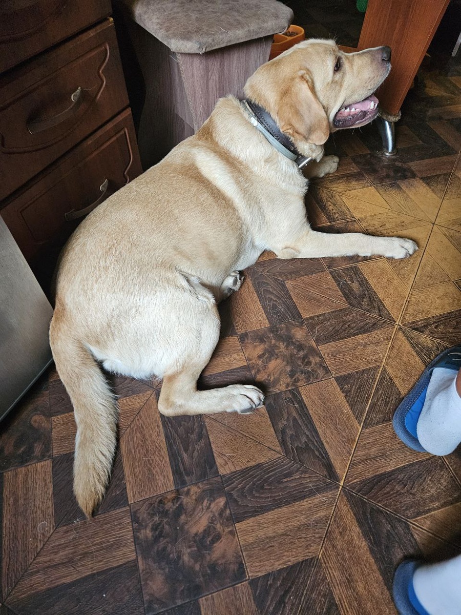  Герой-добрадор, Рамзес, он же фараон, он же Рам