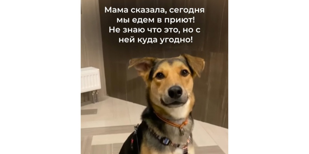 Феникс хотел быть человеку верным другом, но был предан