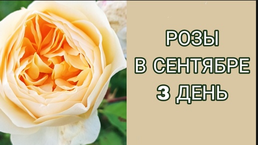 Розы в сентябре. День 3