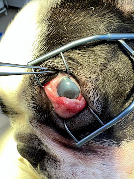 Язва роговицы - дефект роговицы с разной глубиной поражения (вплоть до прободения - перфорации).