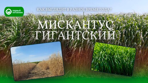 7-ми летний питомник Мискантуса Гигантского в разное время года