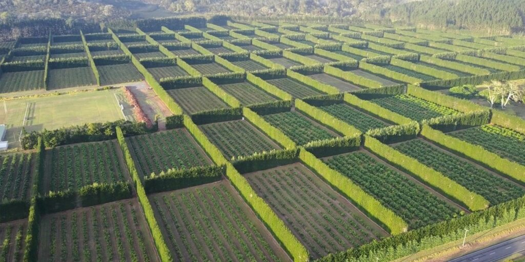 Поля с защитными полосами вид сверху. Источник фото: ООО «Первый питомник» 