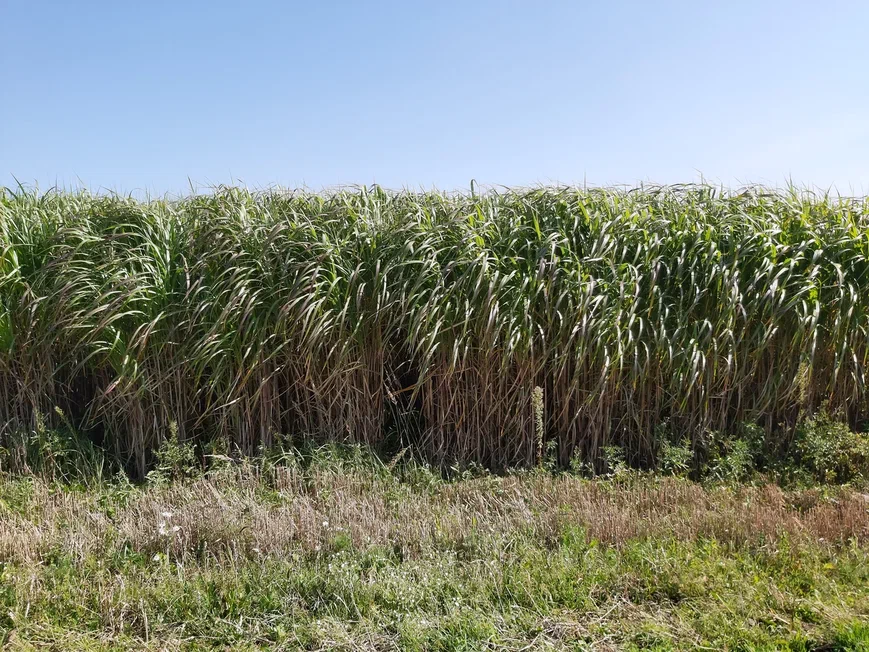 Защитная полоса из Мискантуса Гигантского. Источник фото: ООО "Первый питомник"