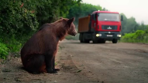 Как дорожные рабочие оберегают камчатских мишек