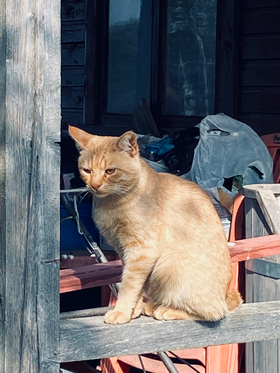 Задумчивый Клепа. Везде фото автора.