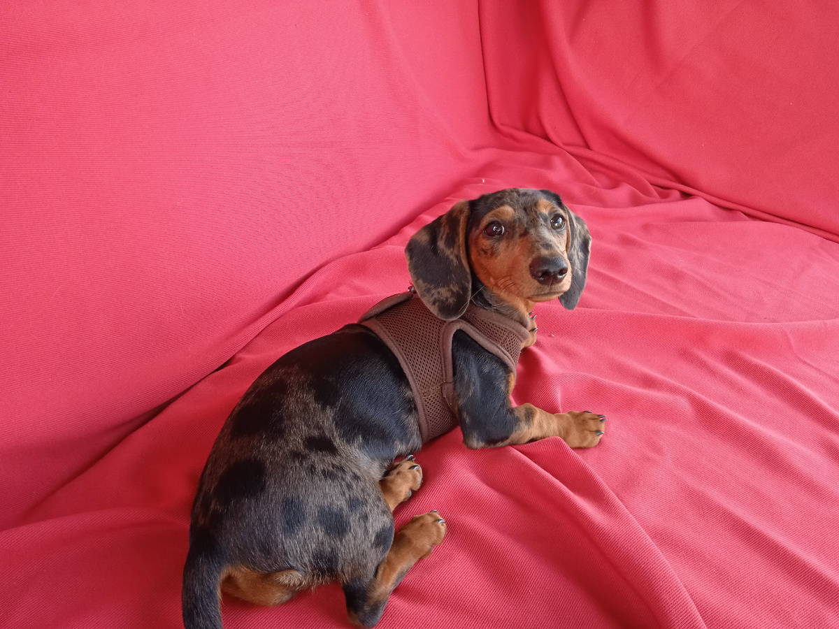 Лулуша на даче