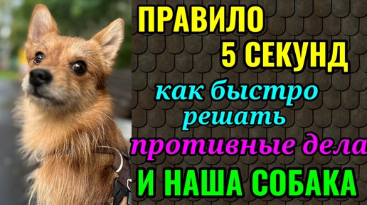 Как быстро решать накопившиеся неприятные дела: правило 5-ти секунд. И фото нашей собачки)