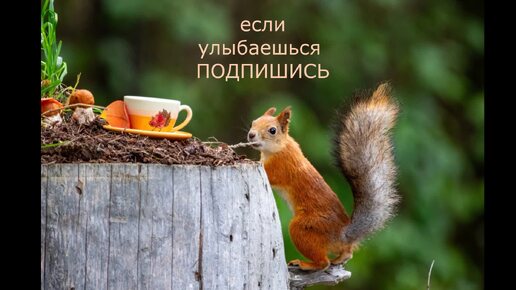 НЕ ПО РАЗМЕРУ #центрприроды #животные #белка #природа #лес #деревья #отдых