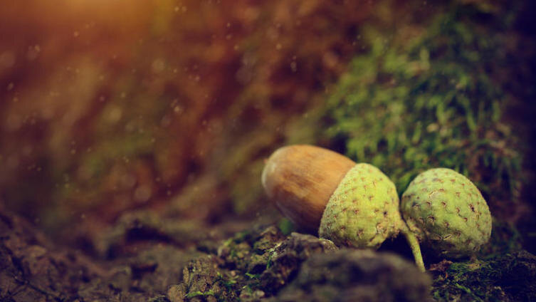     Фото: stieberszabolcs, по лицензии shutterstock.com