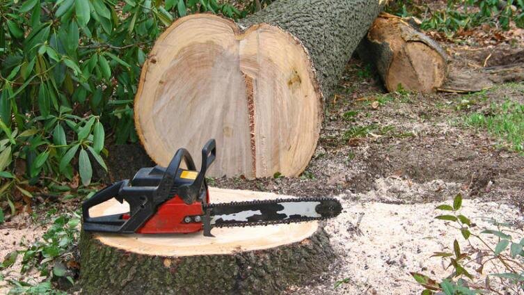     Фото: Christina Richards, по лицензии shutterstock.com