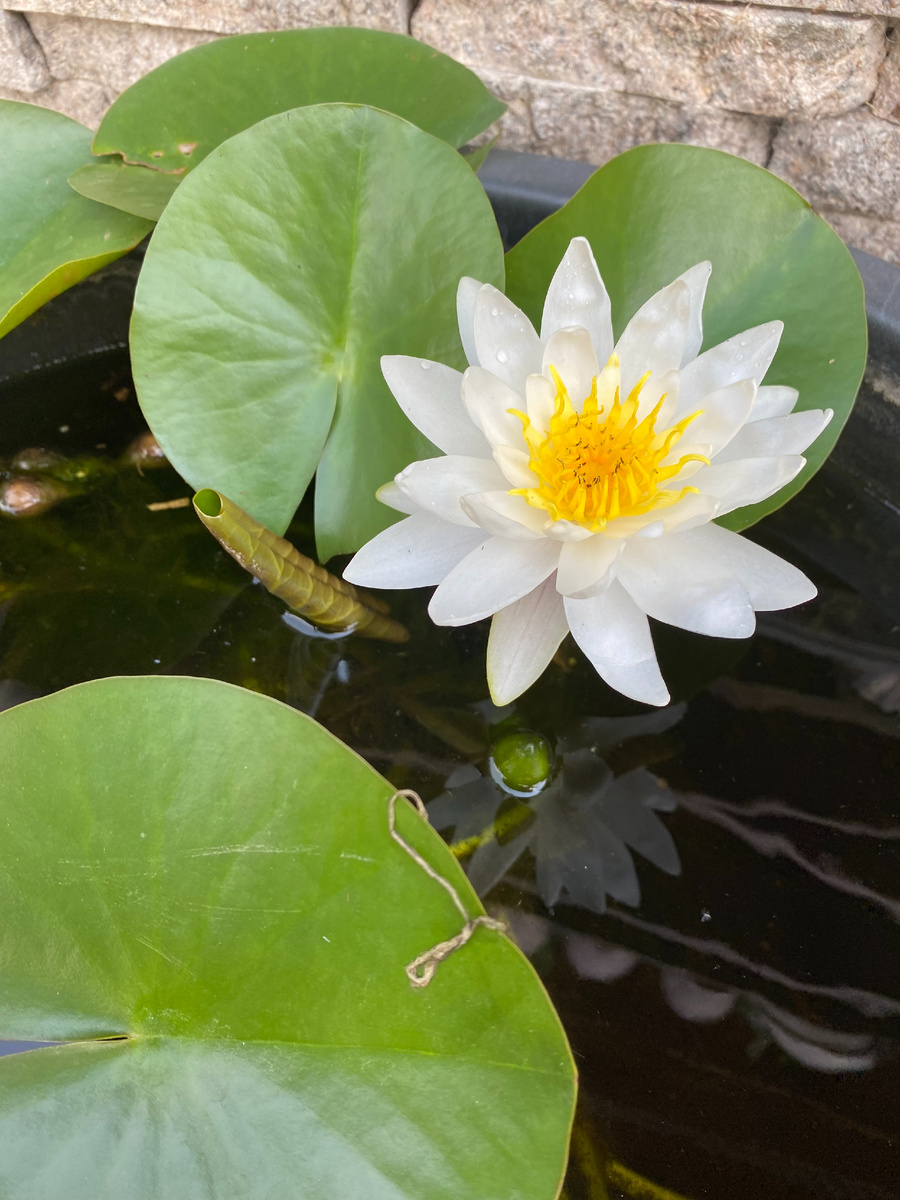 Нимфея, цветение, фото автора