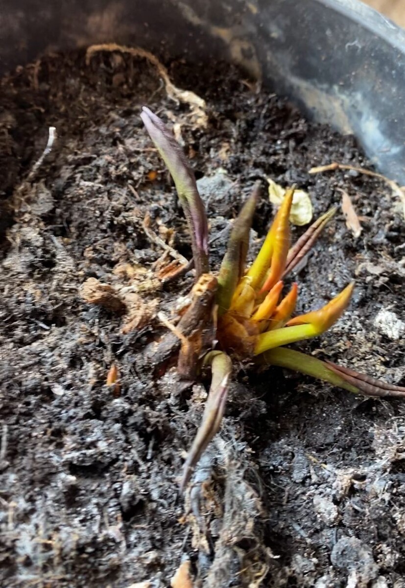 Побеги нимфеи весной после хранения, фото автора