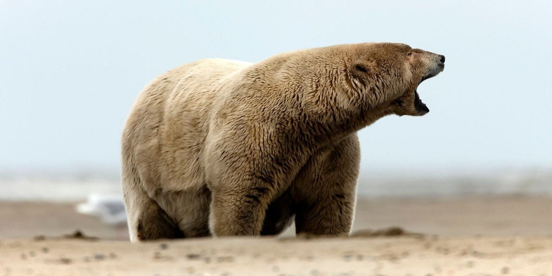 Гибридный медведь – звучит жутковато. Чего можно ожидать от гролара?