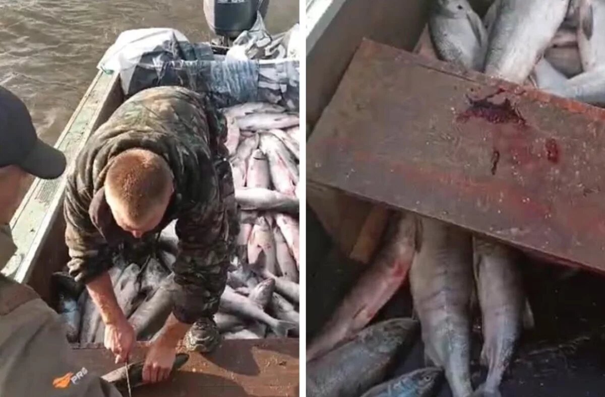    Житель Хабаровского края может сесть в тюрьму за вылов кеты на 2,5 млн