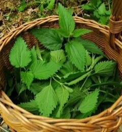 Крапива в корзине 
