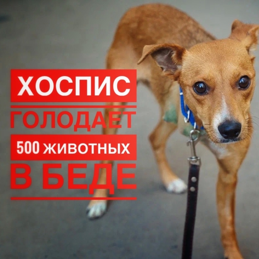 500 голодных животных в заточении, которых нечем кормить!