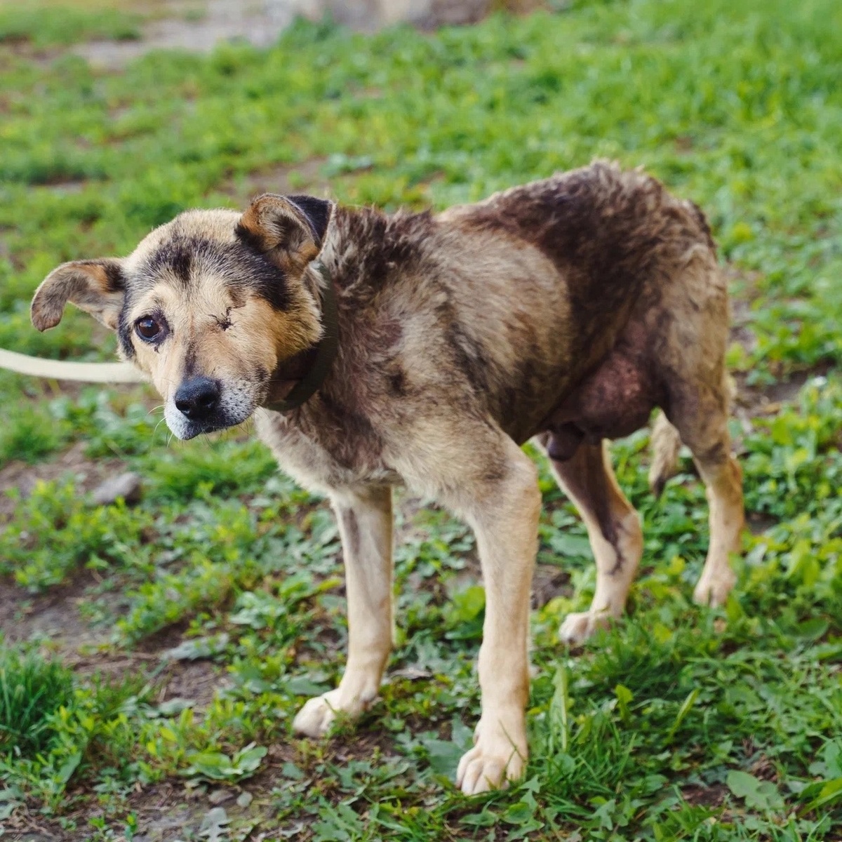 Бесконечная нехватка рук, лекарств, КОРМОВ...