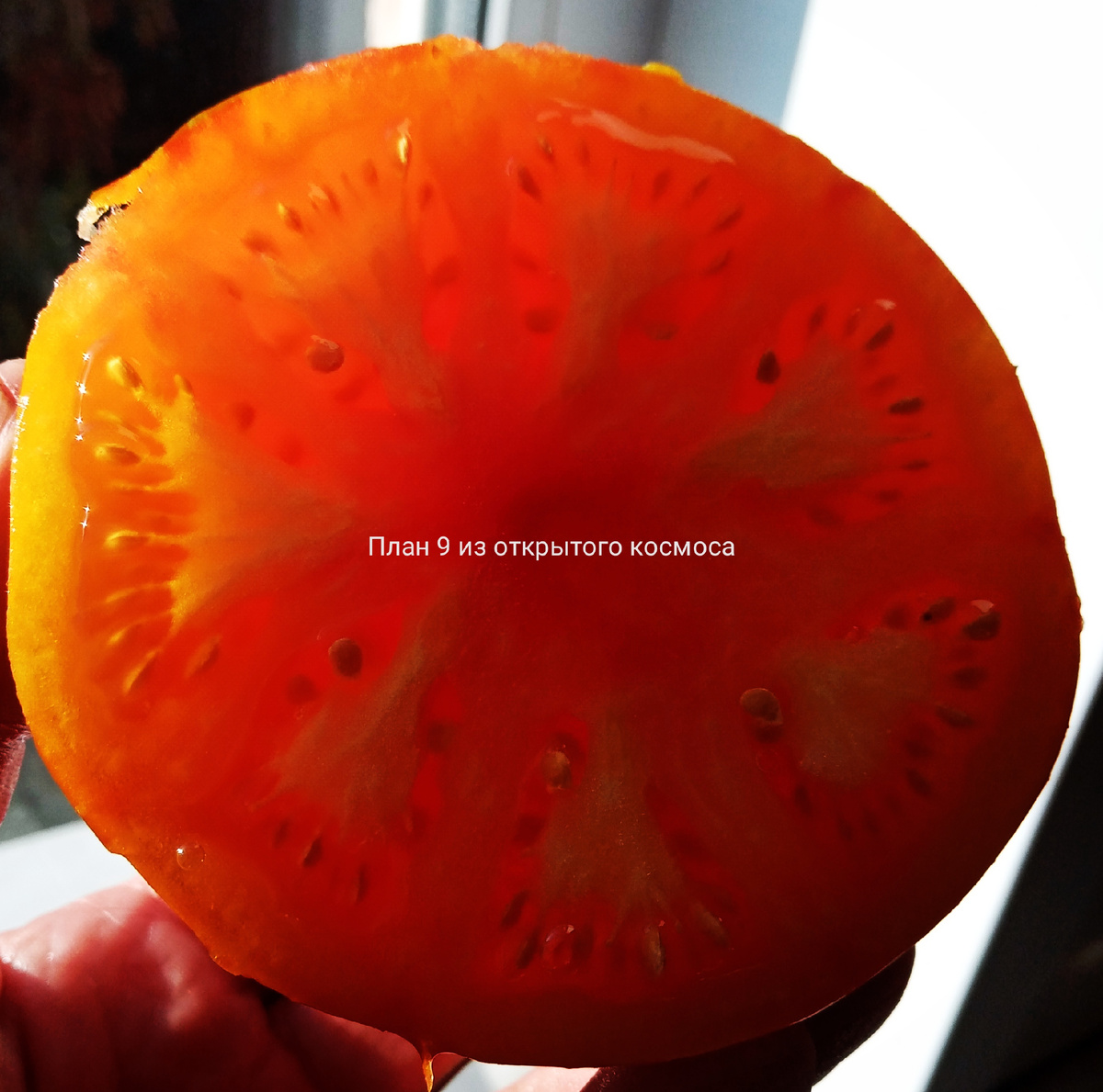 Есть такой сорт томата, сок из плодов которого выпивается моментально. Фото автора.                                                                                          