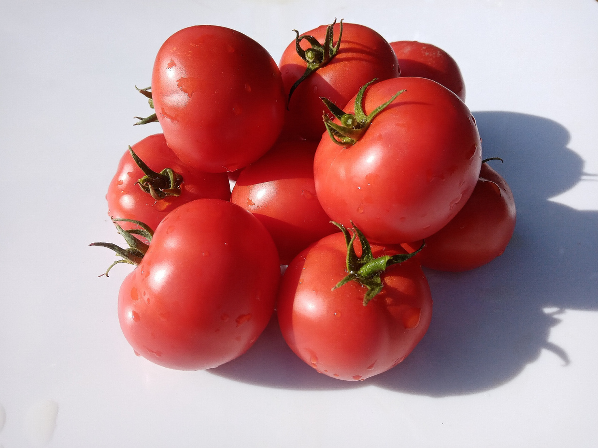 Фото автора. Томат сорта Мамонтенок.