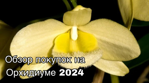 Обзор покупок на осеннем Орхидиуме 2024 || мой хомяк доволен || Новинки орхидей в коллекции