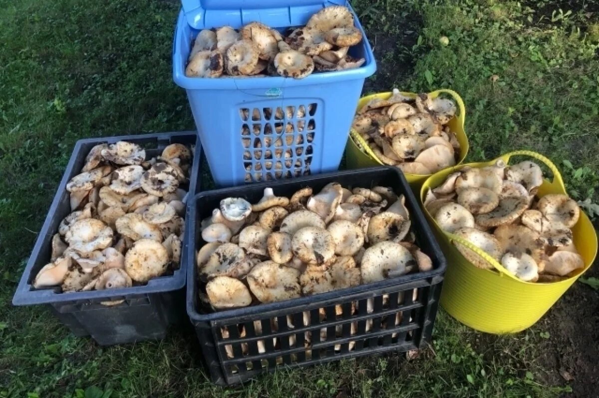    Хоть косой коси.