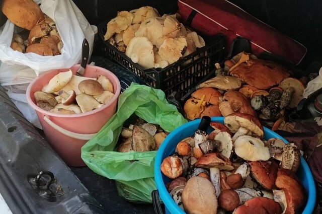    Тюменцы хвастаются грибным изобилием. Фото: Грибники Тюмени и Тюменской области