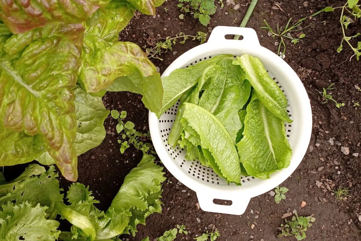 Салат сажаем