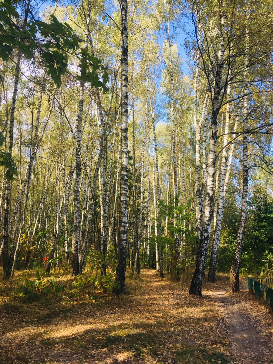 В лесопарке. Фото автора 