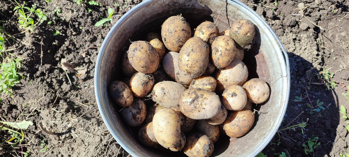 Достаточно хороший урожай этого года