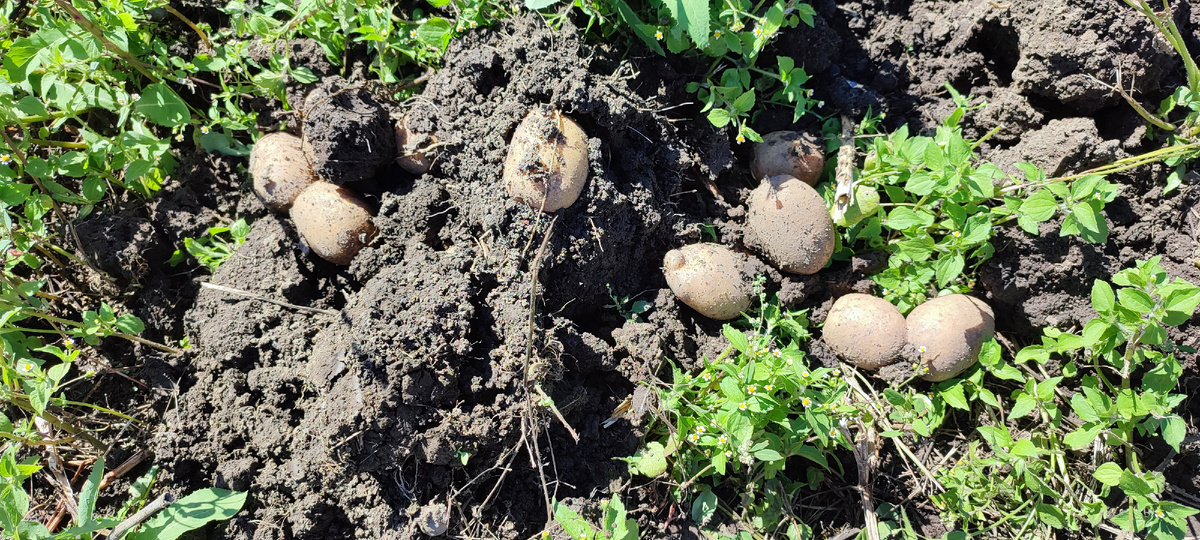 Неожиданно хороший урожай