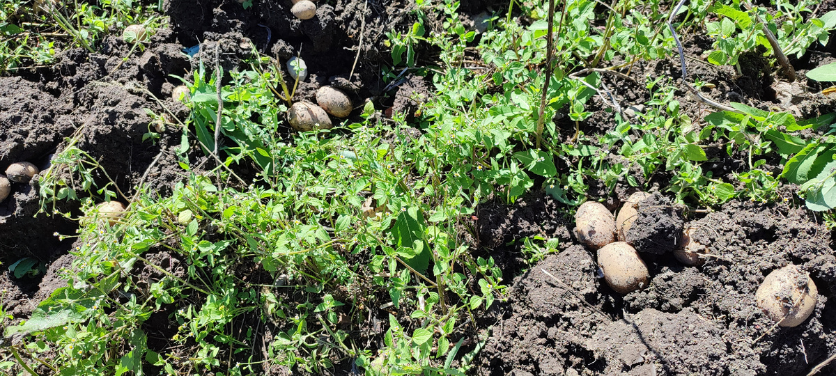 Крупненькая картошка