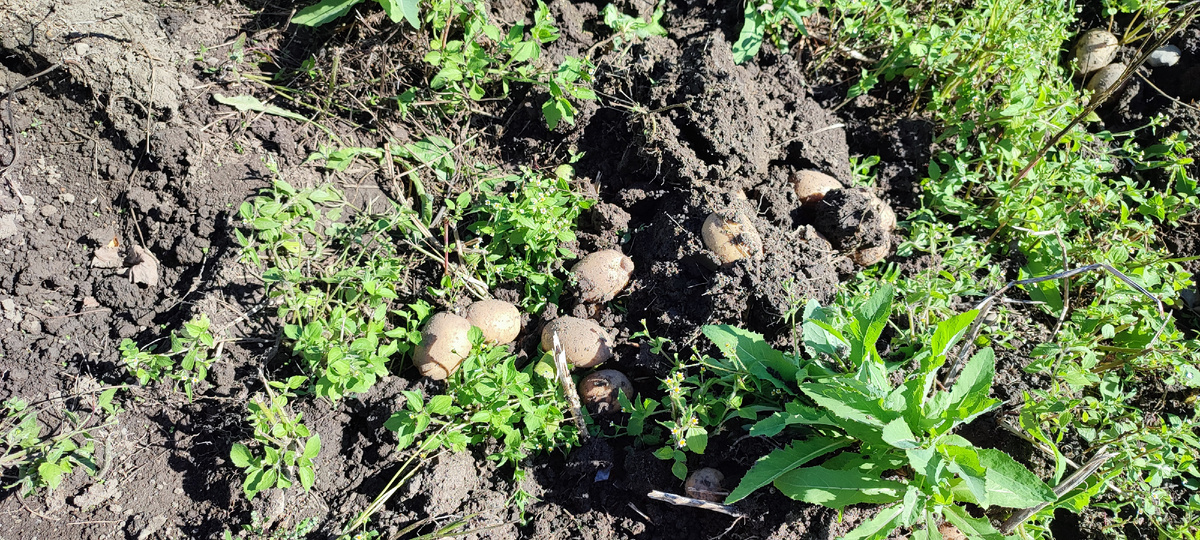 Достаточно много уродилось