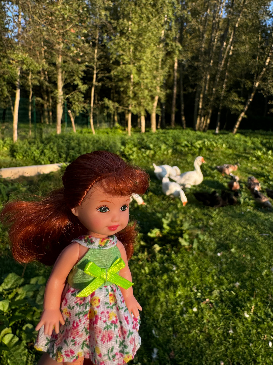 Видели гусей и других птиц 