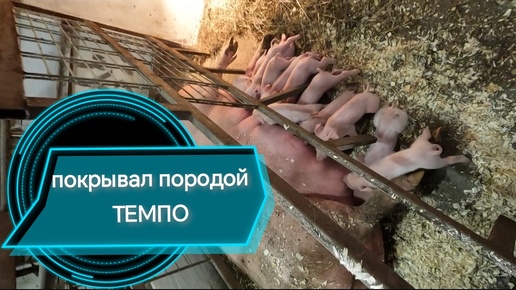 🥴 Проспал долгожданный опорос 🐷поросят породы 