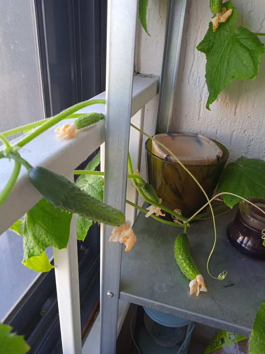 куст с огурцами