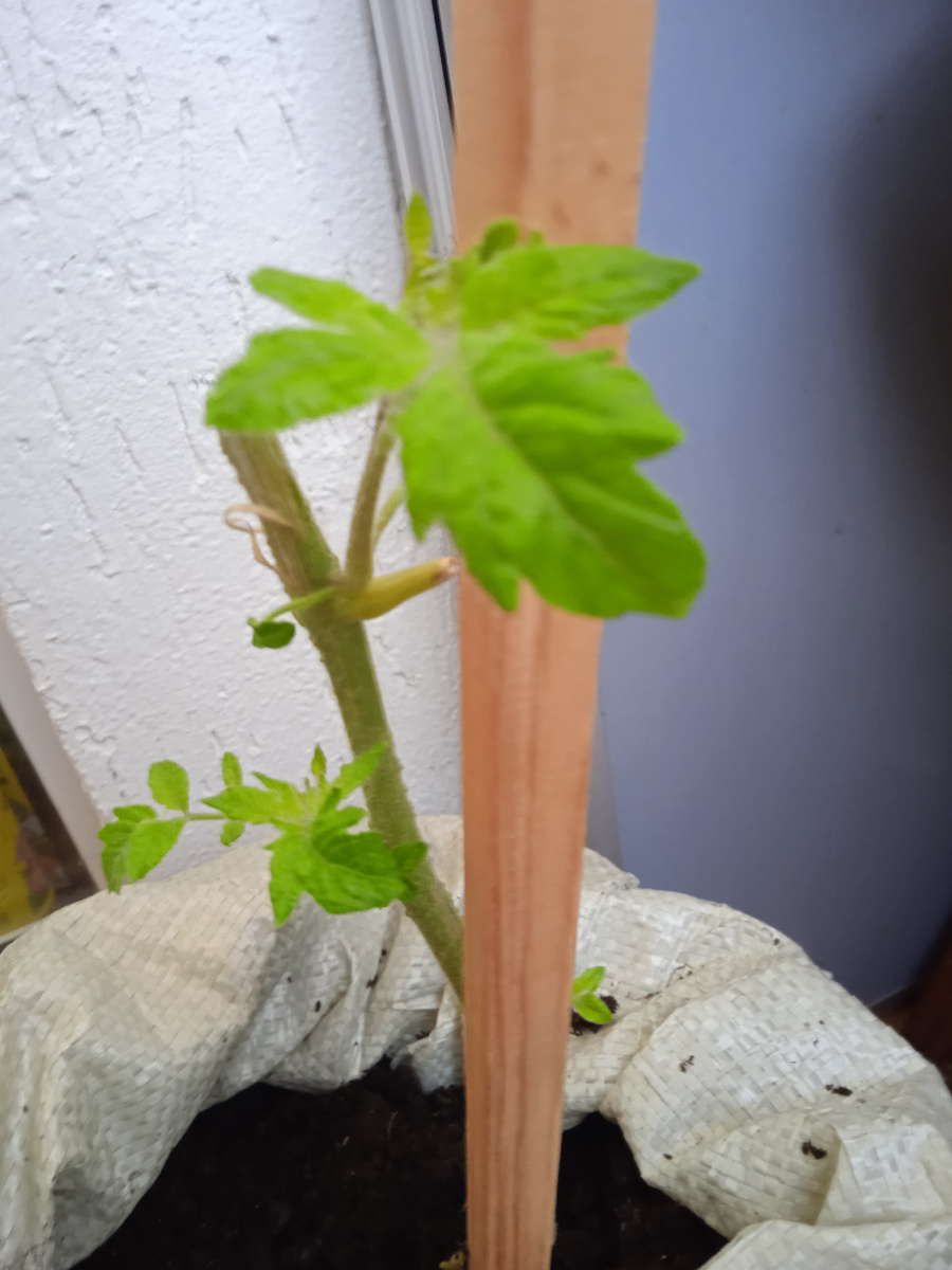 черенок Благовеста с пасынками