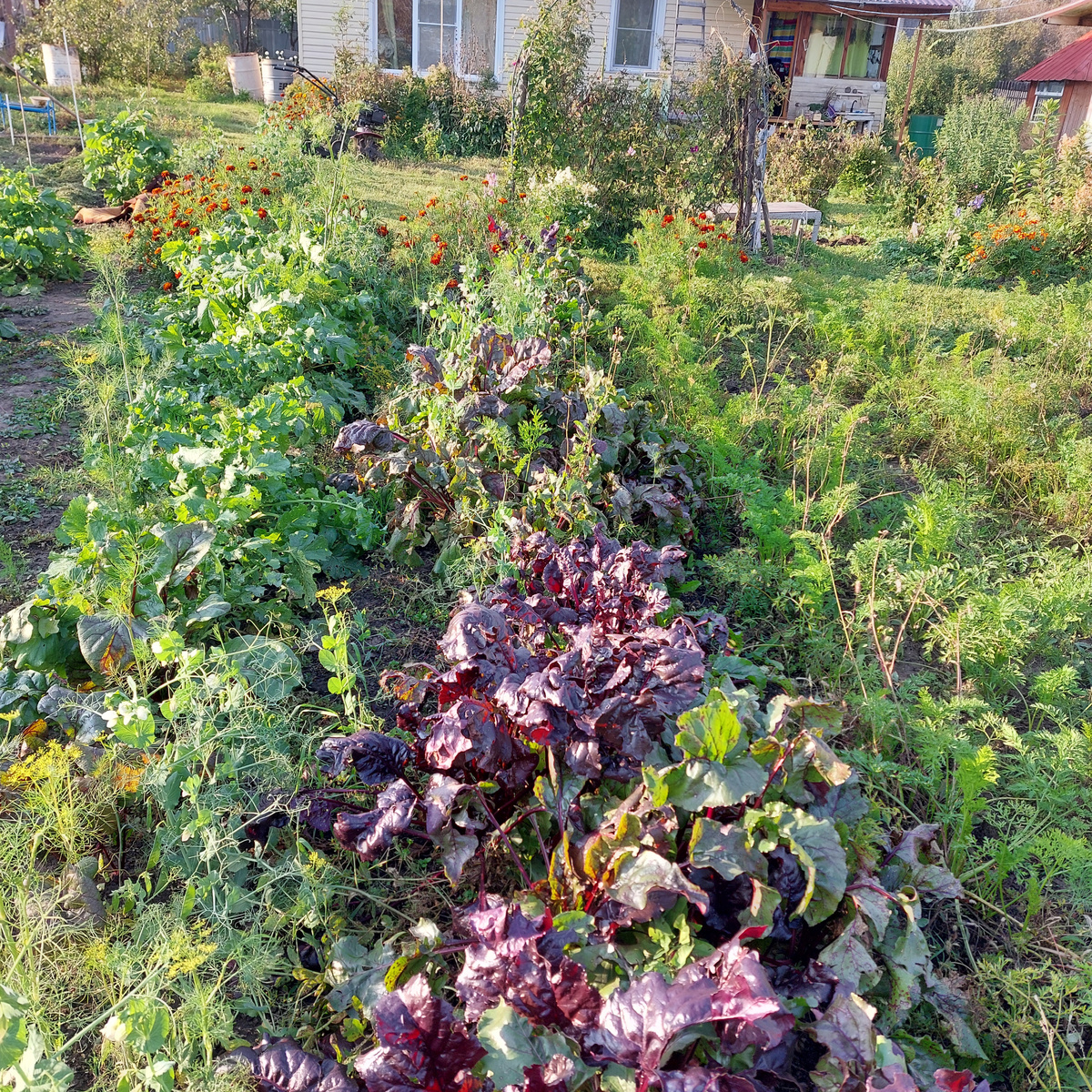 Вот на фото свекла с красными листьями в центре, с зелеными листьями слева, укропа много, справа пошли свеженькие листочки у моркови. Все это сушить можно для зимних приправ.