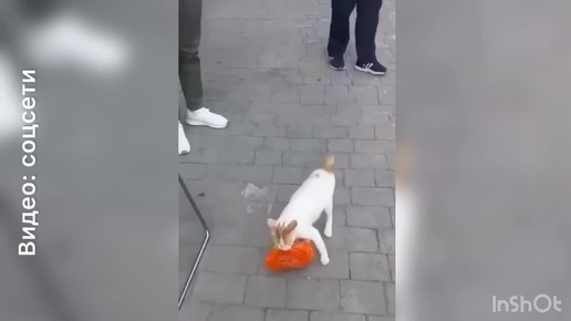 Голодным не буду последнее на дзен Голодным не буду последнее на дзен
