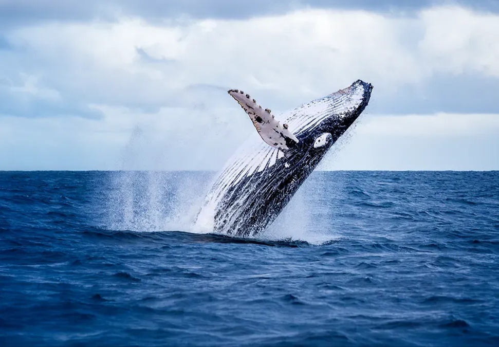 Океан — это величественная и загадочная часть нашей планеты, которая охватывает более двух третей её поверхности. Он не только формирует климат и погоду, но и является домом для миллиардов организмов. В этой статье мы рассмотрим ключевые аспекты океанов, их важность, биологическое разнообразие и угрозы, с которыми они сталкиваются.