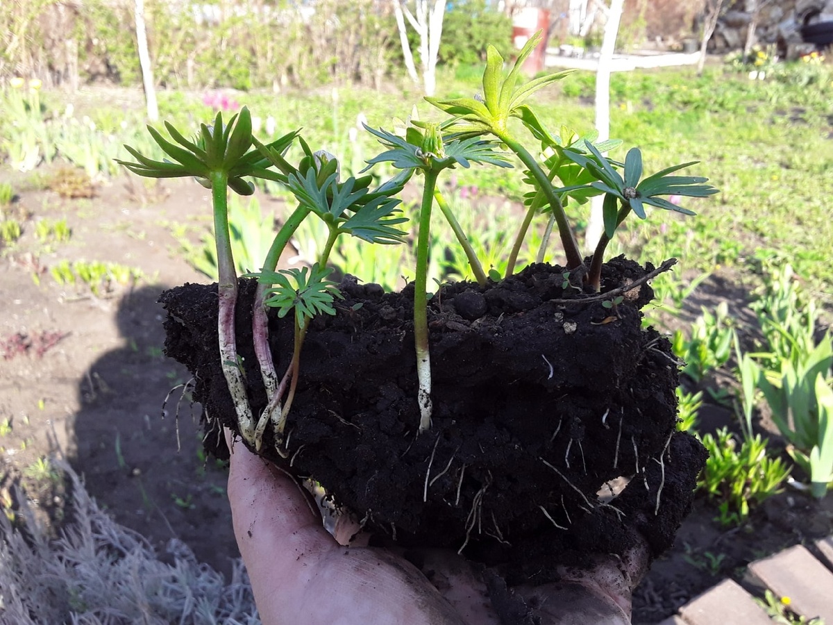 Пересадка эрантиса позволила разглядеть, как он устроен