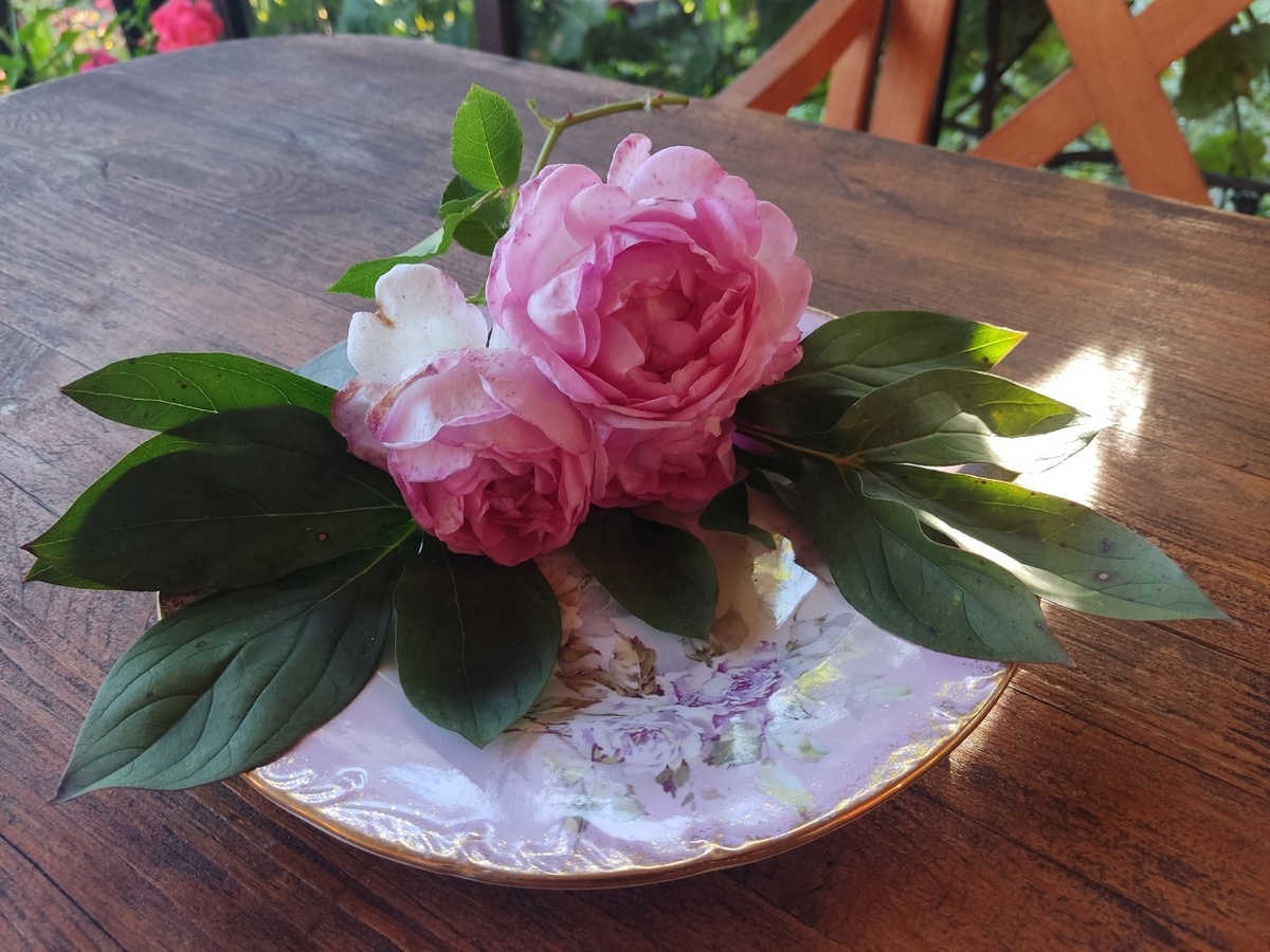 Плетистая роза Jasmina