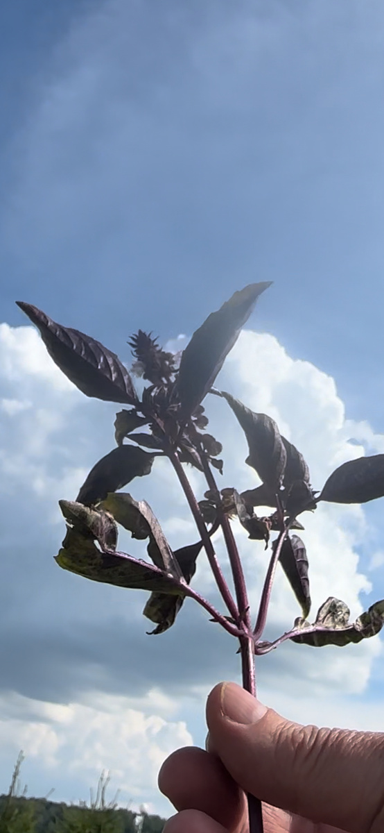 Лечебные свойства базилика древние целители начали использовать с 1V до н.э