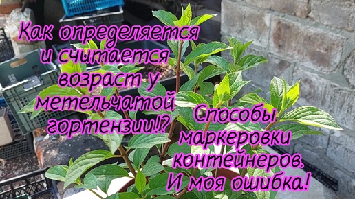 Как определить возраст мет.гортензии?Не тыкая пальцем-ВОЗМУЩАЮСЬ😁МАРКЕРОВКА!Больше так не делаю!