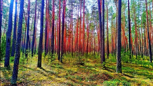 УСПОКАИВАЮЩЕЕ ПЕНИЕ ПТИЦ ДЛЯ ОТДЫХА И СНА. РАССЛАБЛЯЮЩИЕ ЗВУКИ ПРИРОДЫ. РЕЛАКС