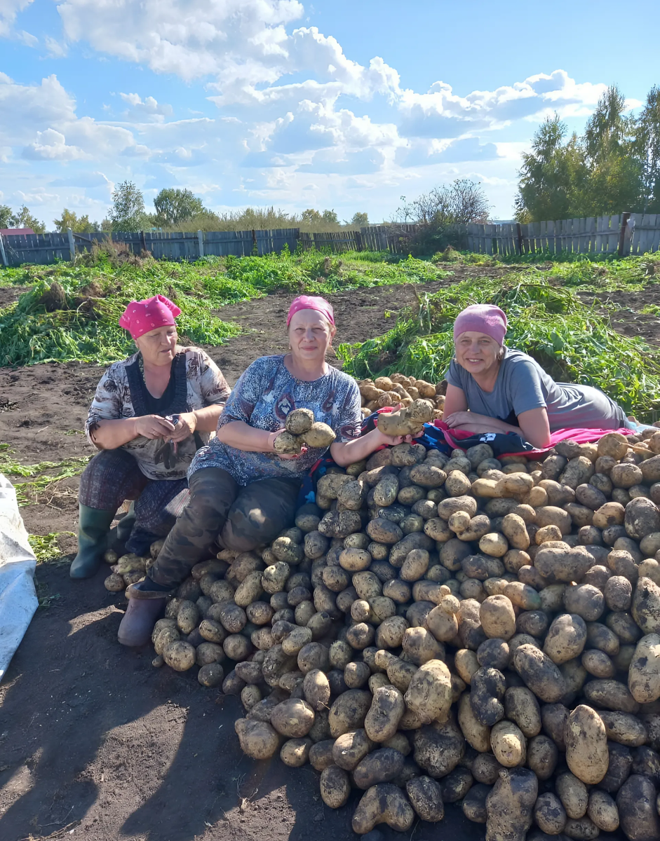 На фото. Урожай 2023 года. Родственницы красавицы автора.