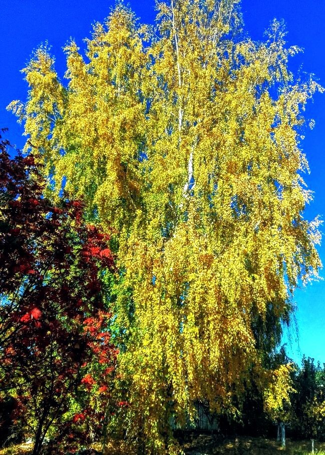 Красота такая