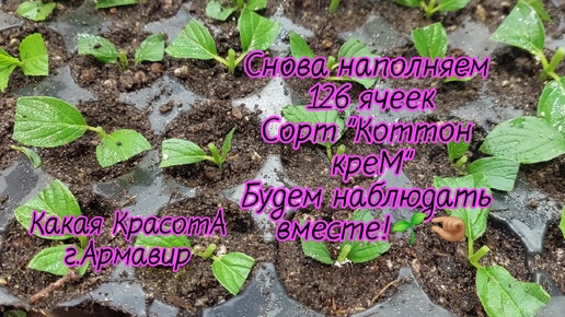 Черенкование метельчатой гортензии без ущерба для цветения.🌱🤏🏼🌸Практика!Развеиваю мифы😉