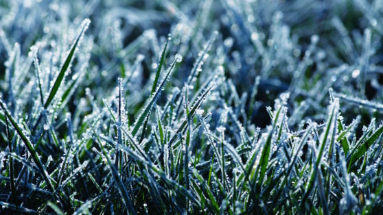    Вильфанд предупредил о заморозках в 11 регионах России Алина Городниченко