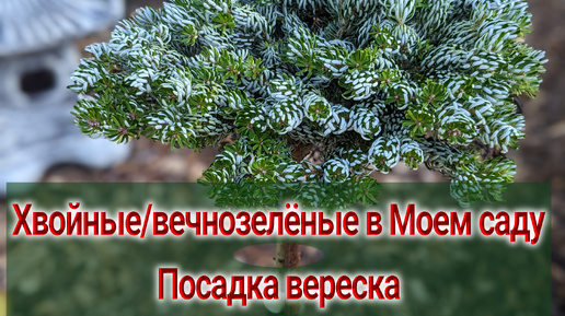 Скачать видео: Обзор хвойных растений в моем саду/Особенности/Как выбрать? Хвойные для маленького сада?