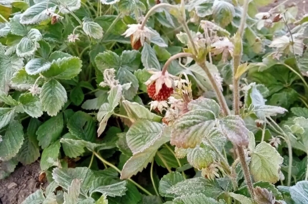 Фото: Евгения Гаёва / АиФ